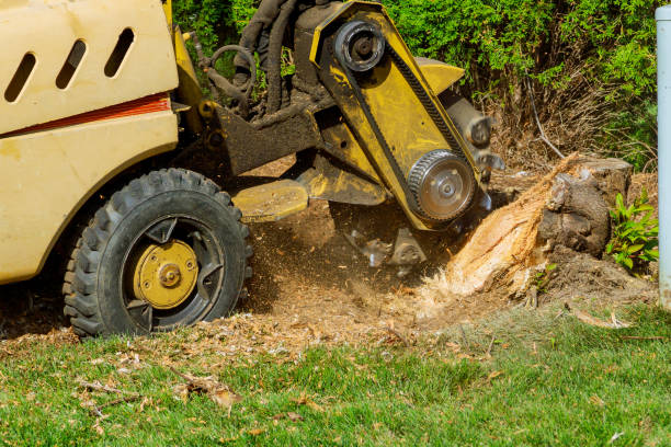 Seasonal Tree Pruning and Cleanup